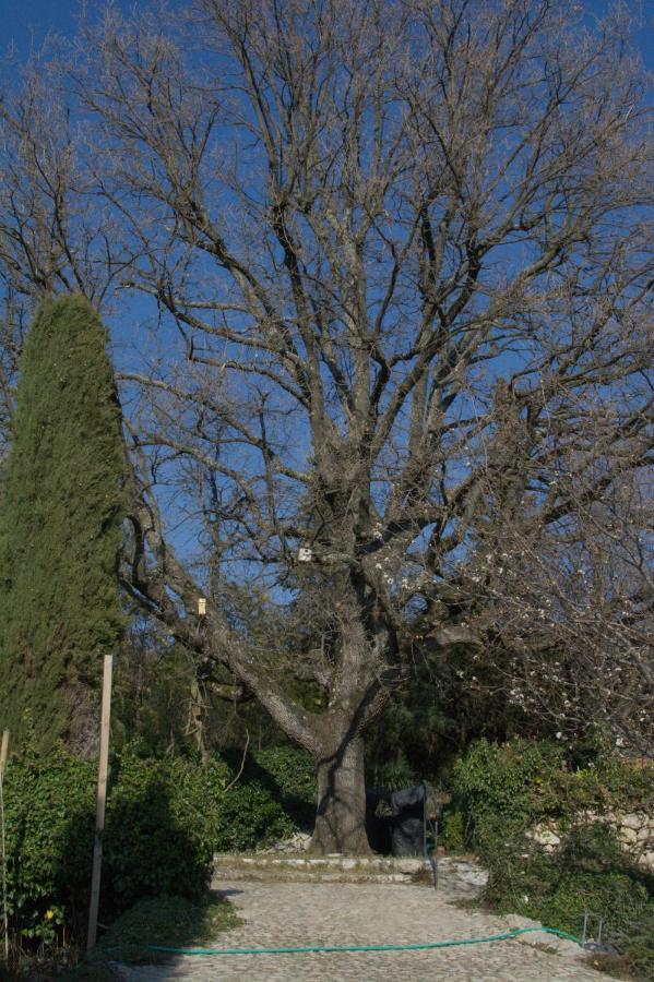 Saint-Cézaire-sur-Siagne Domaine Des Tilleuls D'Or מראה חיצוני תמונה