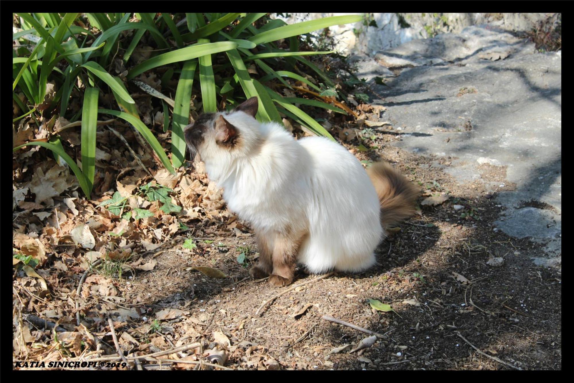 Saint-Cézaire-sur-Siagne Domaine Des Tilleuls D'Or מראה חיצוני תמונה